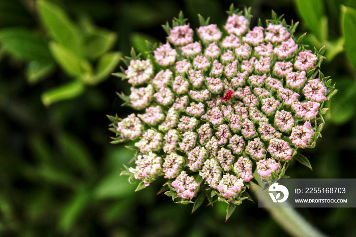 Beautiful Daucus Carota flower in Spring