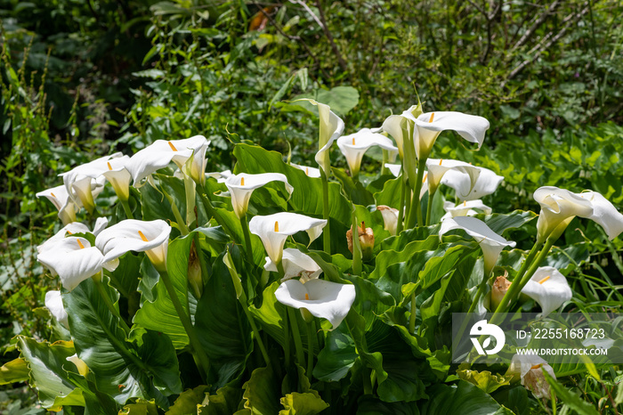 Calla lily (zantedeschia aethiopica) flowers in bloom