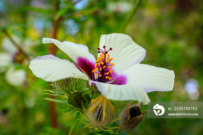 Kenaf Hibiscus cannabinus flower in autumn garden, close up. Also called Deccan hemp and Java jute plant