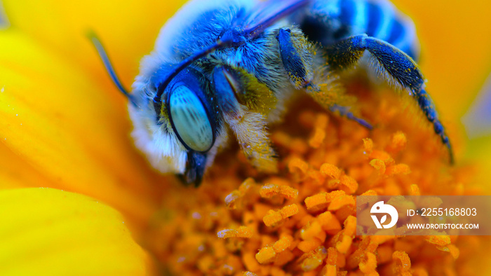 Blue bee on yellow flower macro