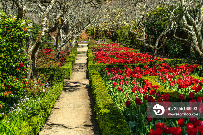 Blooming garden with a flower bed of red tulips, Filoli Garden