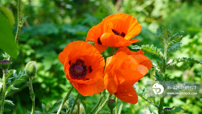 red poppy flower