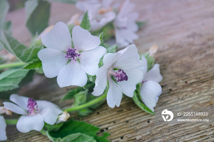 Blossom of marshmallow