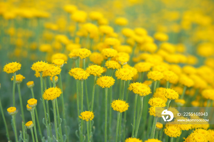 Helichrysum flowers on green nature blurred background. Bright yellow flowers for herbalism cultivation in meadow. Close up.