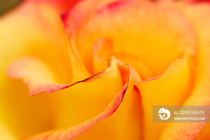 Fashionable red frilled apricot colored flowerhead, closeup macro texture photography.