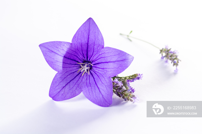 Elegant small boutonniere from purple balloon flower, fresh cut flower decoration isolated close up