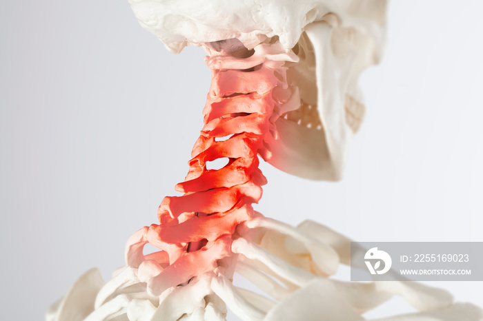 Human body upper spine and neck pain zone, atlas vertebrae and cervical vertebras