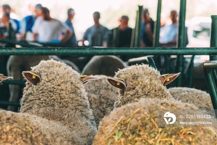 Flock of sheep in pen on traditional agricultural fair