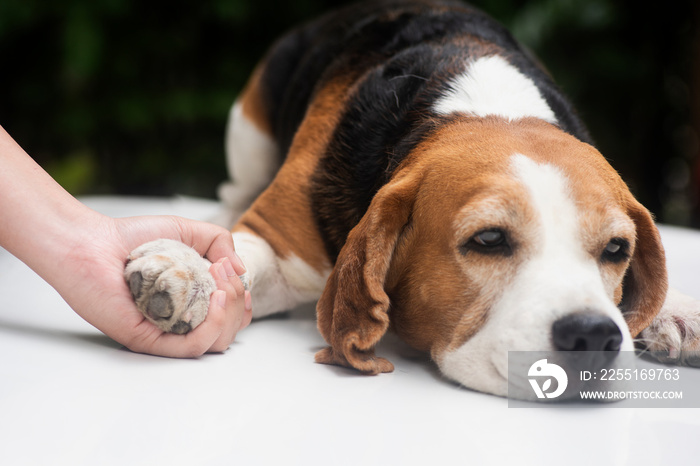 Young woman’s hand was holding the arm of the beagle dog with love and care