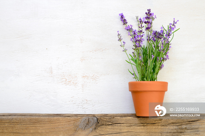 Lavender growing in a pot