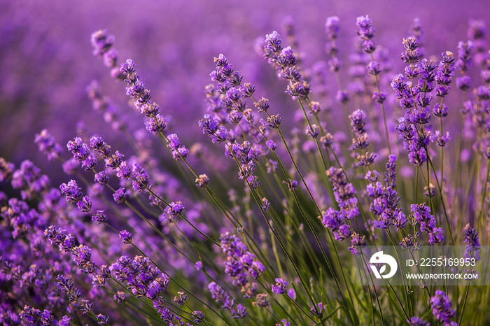 Beautiful lavender field at sunrise. Purple flower background. Blossom violet aromatic plants.