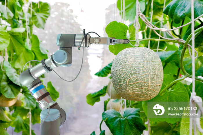 Close-up smart robotic that installed an inside on melon greenhouse garden for assistant farmers harvest melon fruits, smart farm on farming 4.0 and smart AI concept.