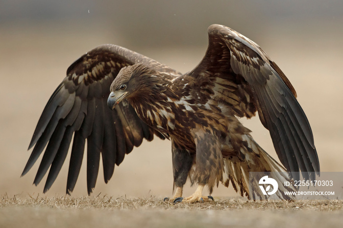 Bielik (Haliaeetus albicilla)