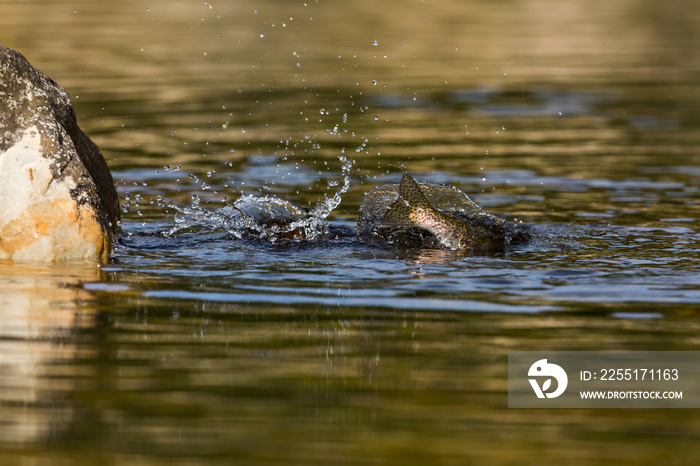 rainbow trout jumping out of the water