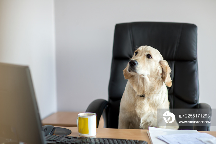 Dog golden retrievers working in office