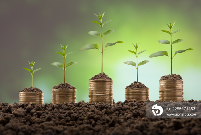 Young plants on stacks of coins. Growth and development concept