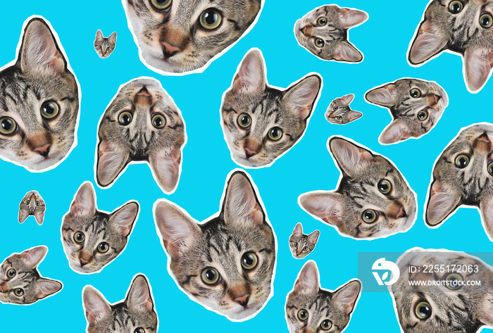 Creative art, collage pattern from the head of a cat on a blue background. Surreal zine style background