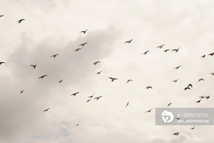 group of pigeons in the sky