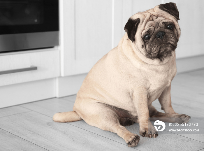 Cute overweight pug on floor at home