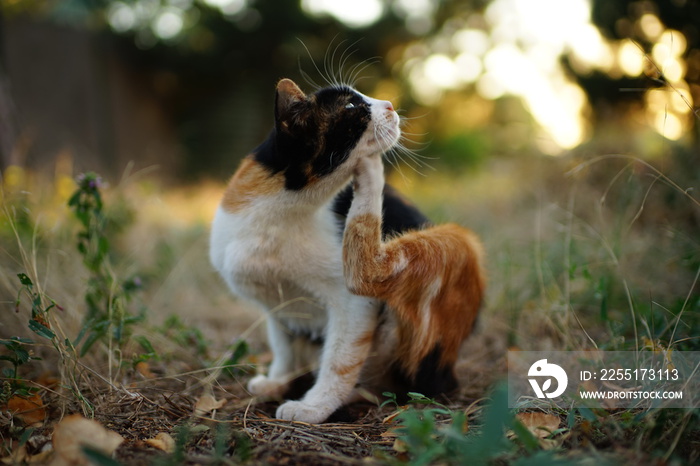 Cat paw scratches behind the ear. Fleas and ticks in domestic animals. Kitty sitting on the grass of the garden