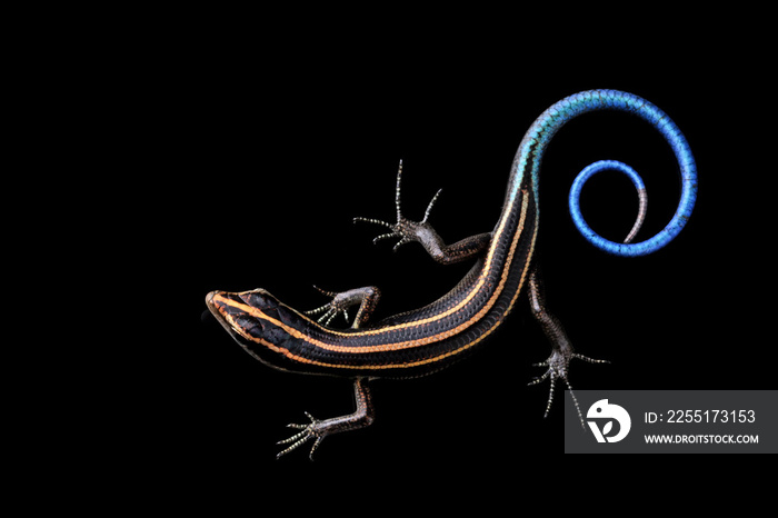 Blue tail skink (Cryptoblepharus egeriae) closeup on isolated background, Blue tail skink closeup