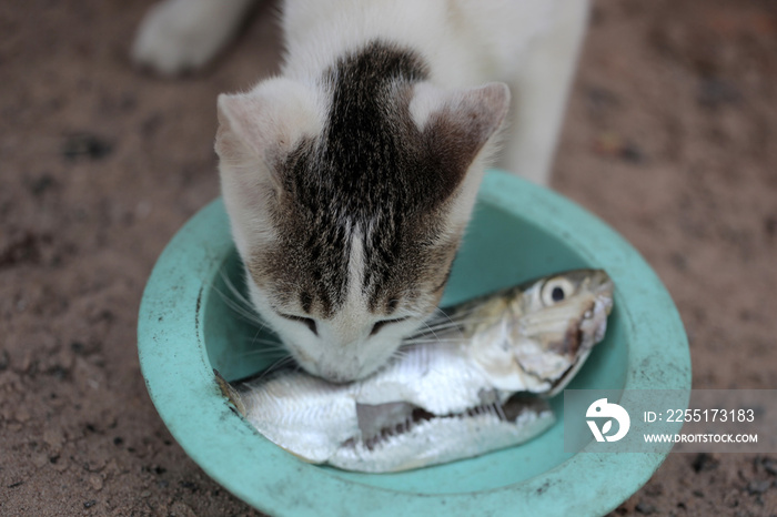 small adorable white and grey kitten eating fresh fish out of a bright blue bowlsmall adorable white and grey kitten eating fresh fish out of a bright blue bowl