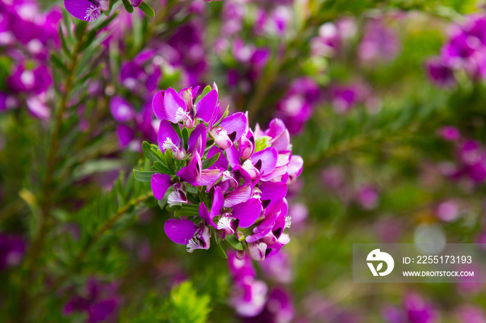 polygala myrtifolia flowers