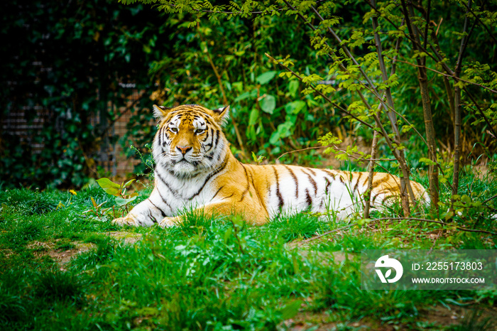 Tiger laying down on green grass