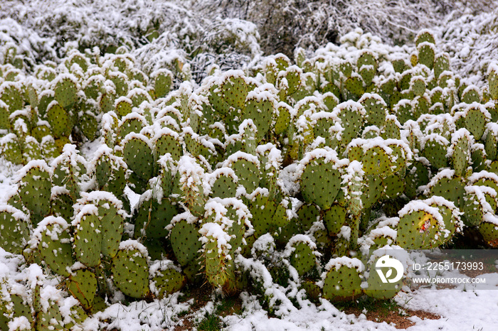 Desert Cacti covered in snow during a rare winter storm in Tucson AZ