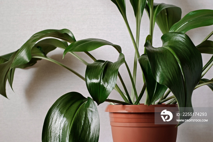 Closeup on a green aspidistra plant in a pot