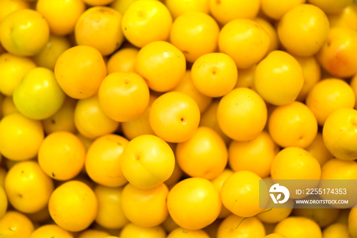 A shot of a bucket of freshly picked ripe yellow, small plums in the middle of a garden in late summer