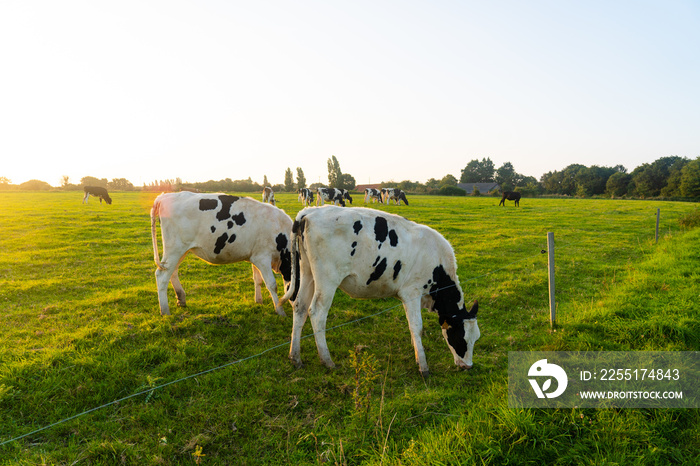 Agriculture, farming and animal husbandry theme in north of France region of Brittany. Black and white cattle graze in meadow in summer. French Cows bicolor in Bretagne. Organic meat dairy business