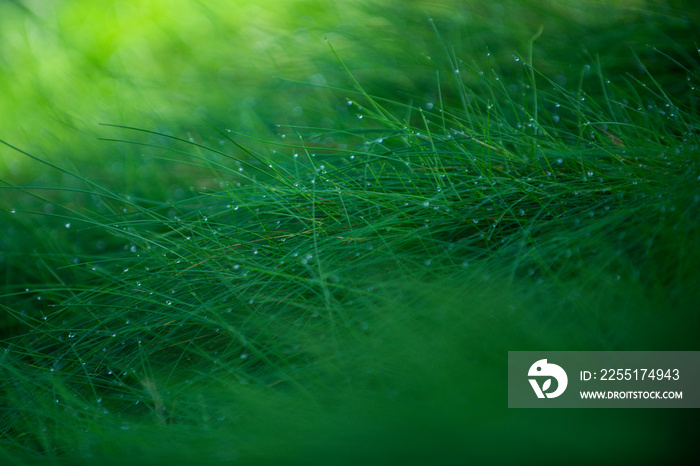 Grass. Fresh green spring grass with dew drops. Plant organic texture.