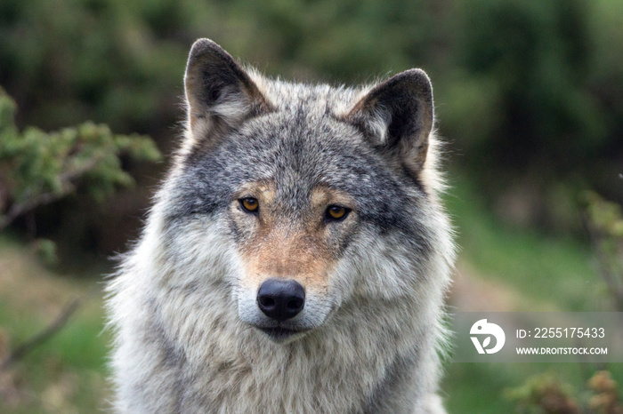 A closeup portrait of a grey wolf. Animal and wildlife concept.