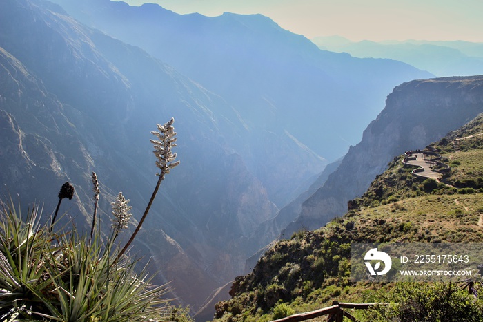 La Croce del condor è un belvedere a metà cammino tra Chivay e Cabanaconde, sulla strada della Valle del Colca. Dall’alto del burrone si possono osservare questi enormi animali planare maestosamente t