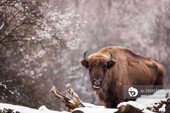 Bisons in forest during winter time with snow. Wilde life