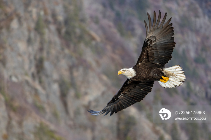 American bald eagle (Haliaeetus leucocephalus) in the Kachemak Bay area of the Kenia Peninsula Alaska USA