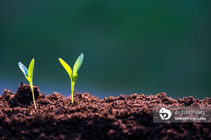 agriculture planting seeding growing in garden green background