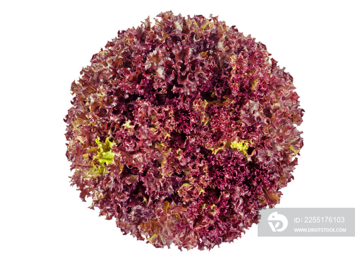 Lollo Rosso coral lettuce salad head top view isolated transparent png