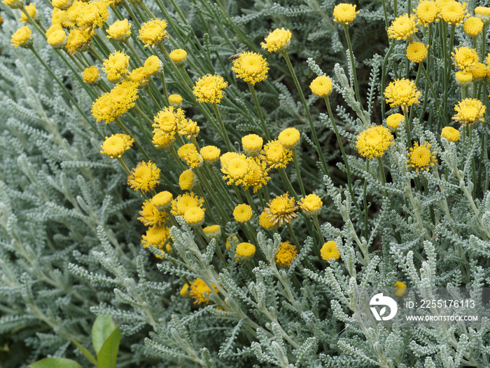 Santolina chamaecyparissus ou Santoline petit-cyprès à petites fleurs globuleuses jaune soufre très odorantes sur tiges verte et nues dans un feuillage gris-argenté