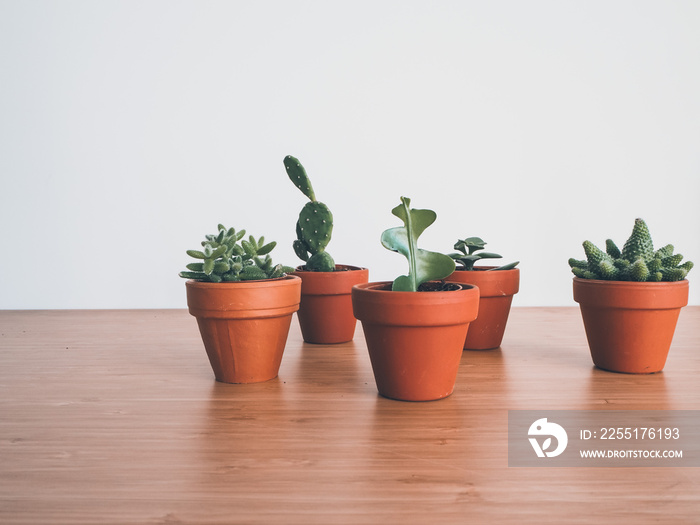 Small succulents in terracotta pots on a wooden desk against a white background