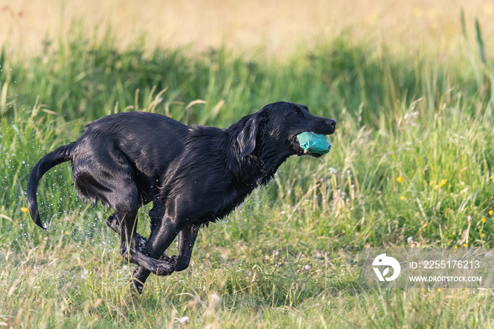 Close up of a wet black Labrador running through a field while carrying a training dummy