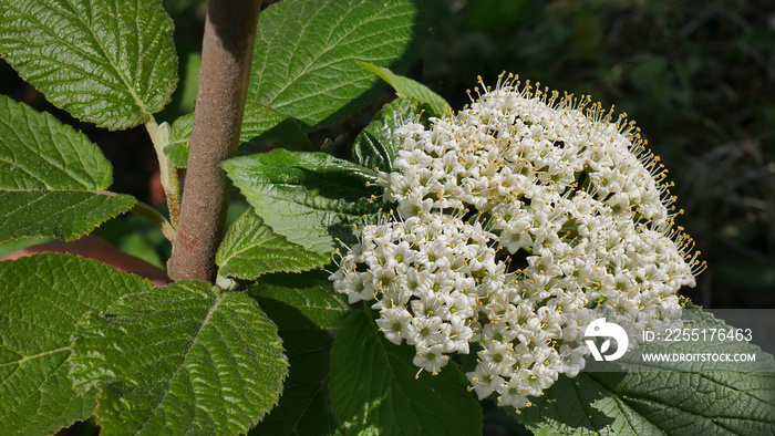 White inflorescence of on a branch of a plant called Viburnum lantana Aureum close-up.