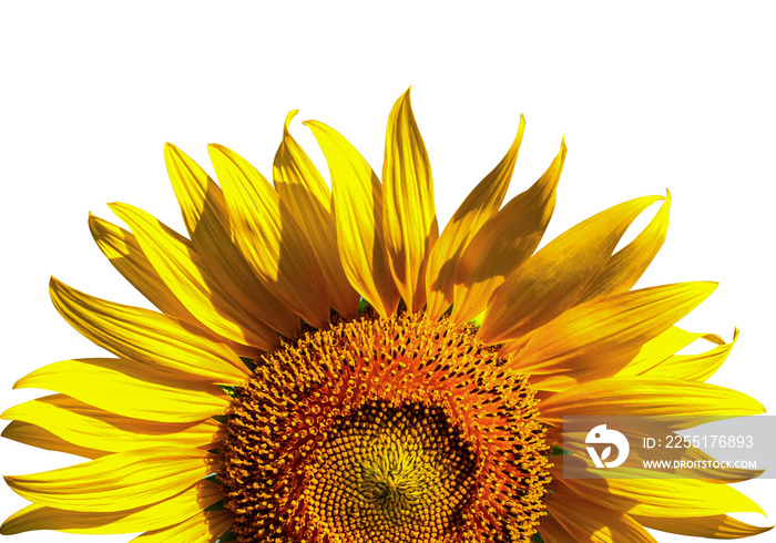 Close-up of Beautiful half sunflowers on white background.