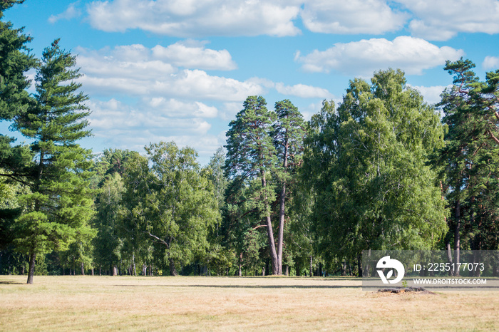 Field meadow trees pine trees sky clouds copy space