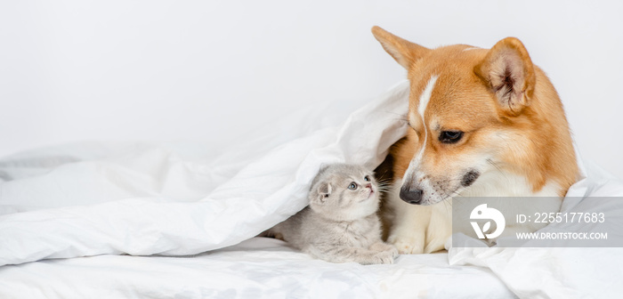 Pembroke welsh corgi dog  looks at baby kitten under a warm blanket on a bed at home. Empty space for text