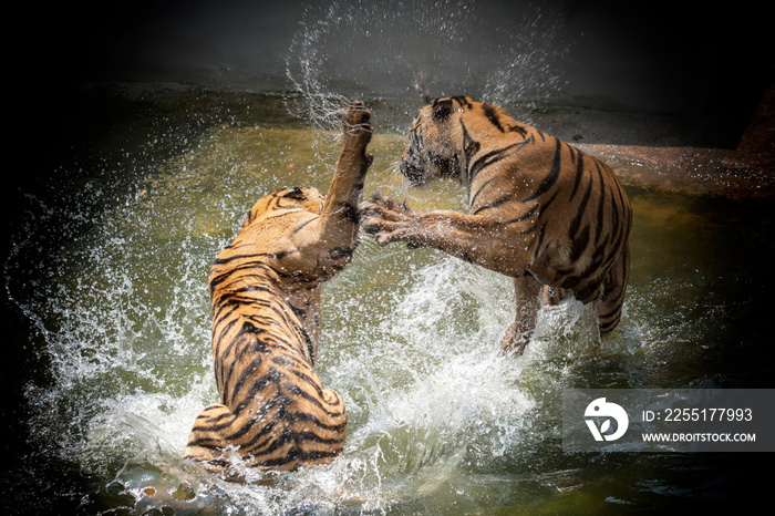 Two Siberian Tigers in fight with each other in the water.