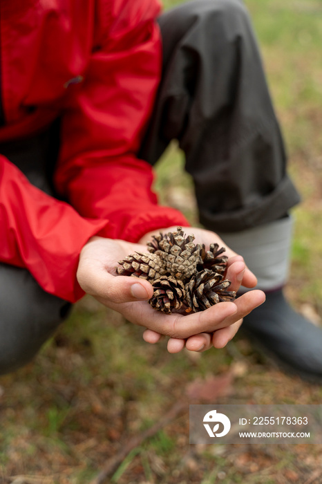 Close-up of man holding pinecones in forest