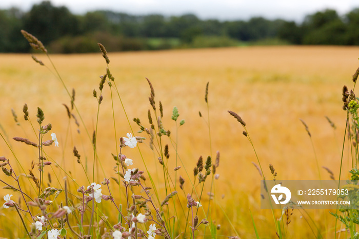 A Defocussed Golden Crop Field in Suffolk With Wild Flowers In Focus in the Foreground.  Depicting Nature coexisting with agrictulture.