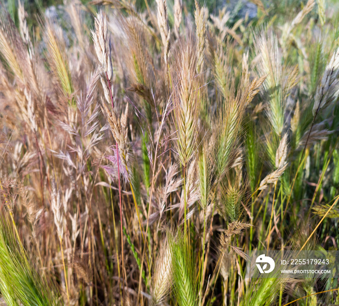 Tares, is a weed that grows wild almost everywhere in the world.